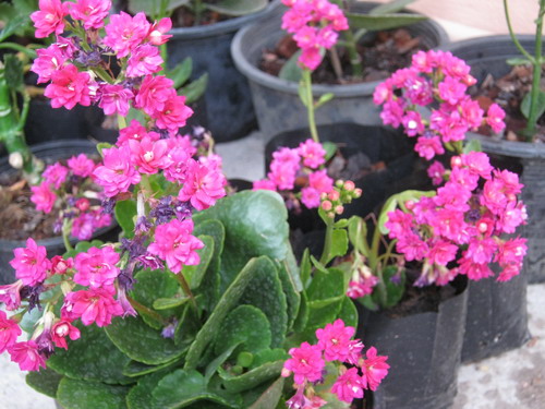 ต้นกุหลาบหิน (Kalanchoe) สีชมพู ซ้อน size-M / ต้น