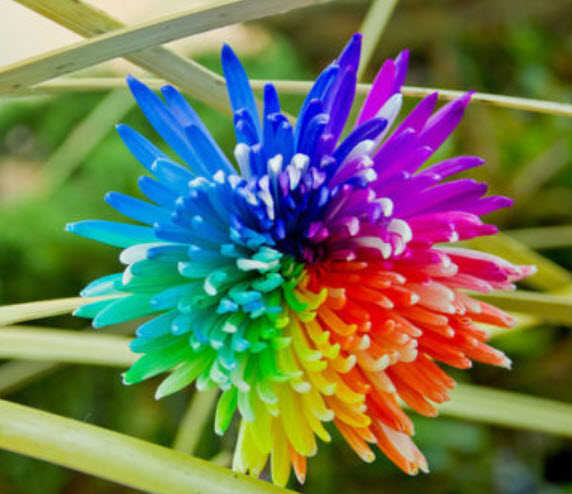 เบญจมาศ แฟนซี / 25 เม็ด