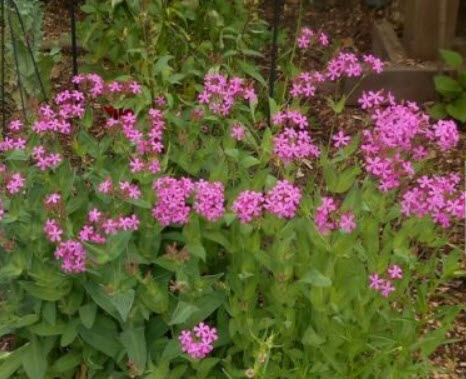 แคทฟลาย - คาร์มาย พิ้งค์ (Catchfly - Carmine Pink) / 1,500 เม็ด (UK)