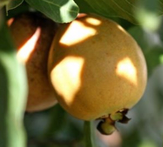 ฝรั่งสตรอเบอรี่เหลือง ฝรั่งเชอรี่สตรอเบอรี่ (Strawberry Cherry Guava) ผลสีเหลือง / 5 เม็ด (Portugal)