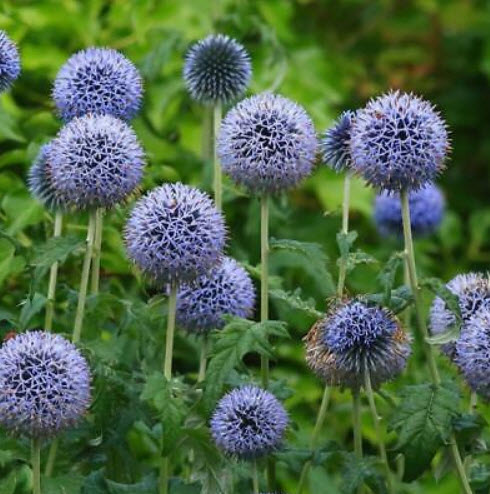 โกลบ ธิสเซิล (Globe Thistle / Echinops ritro) สีฟ้า / 100 เม็ด (UK)