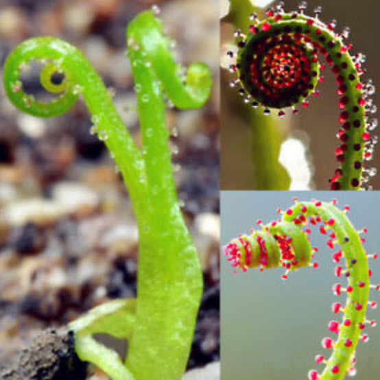 สนน้ำค้างโปรตุเกส (Drosophyllum) / 35 เม็ด