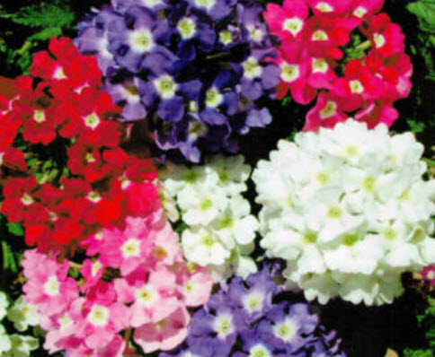 เวอร์บีน่า (Verbena) / ซอง 50 เม็ด (A066)