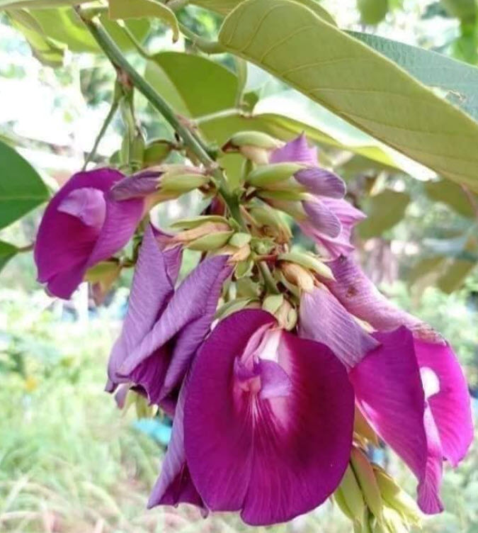 ต้น อัญชันต้น ดอกหอม ดอกดก ออกเป็นพวง สูง 60-80 ซ.ม. ปลูกประดับบ้าน