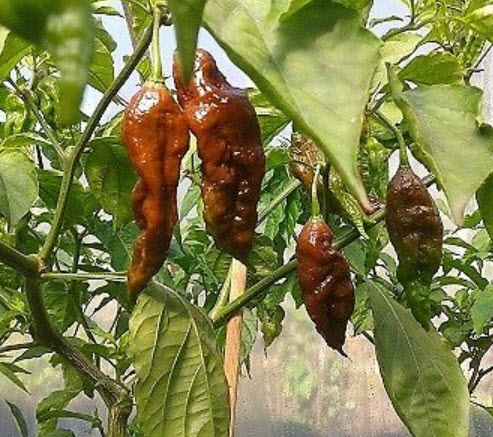 พริก Naga Viper สีช็อคโกแลต / 50 เม็ด (China)