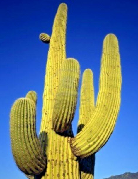 ซากัวโร หรือแคคตัสยักษ์ (Saguaro / Giant Cactus) / 20 เม็ด (Spain)*