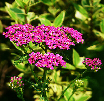 อชิเลีย (Achillea) สีชมพู / ซอง 50 เม็ด (A192)