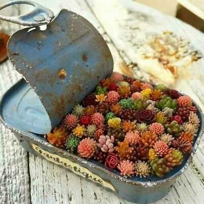 พืชอวบน้ำจิ๋ว (Mini Succulents) คละ / 100 เม็ด