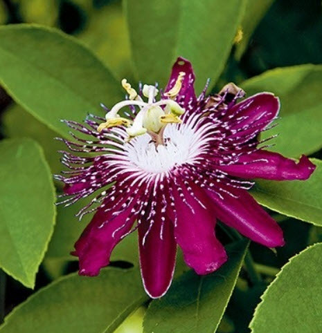 ต้นสร้อยฟ้าฮาวายแดง กระถาง สูง 30-50 ซ.ม./ ต้น