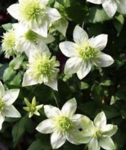 เคล็มแมททิส (Clematis) คละสี คละแบบ / 50 เม็ด