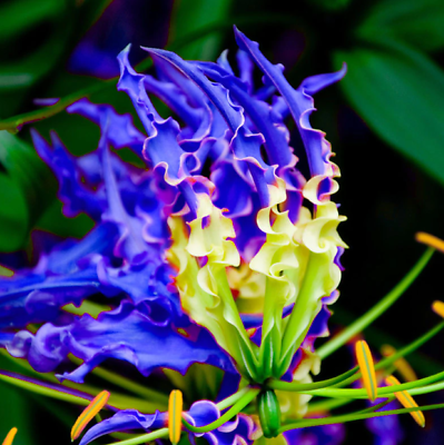 ดองดึง (Flame lily / Climbing lily) น้ำเงิน-เหลือง / 10 เม็ด