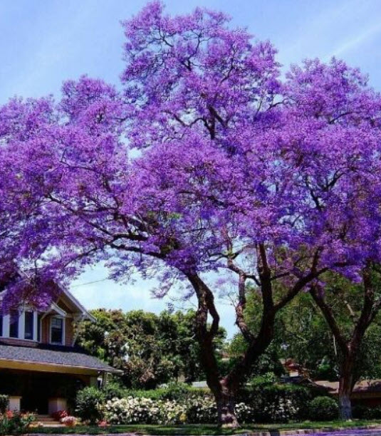 (ขายส่ง) เพาโลเนีย (Paulownia) หรือเจ้าหญิง (Royal Empress) / 2,500 เม็ด (USA)