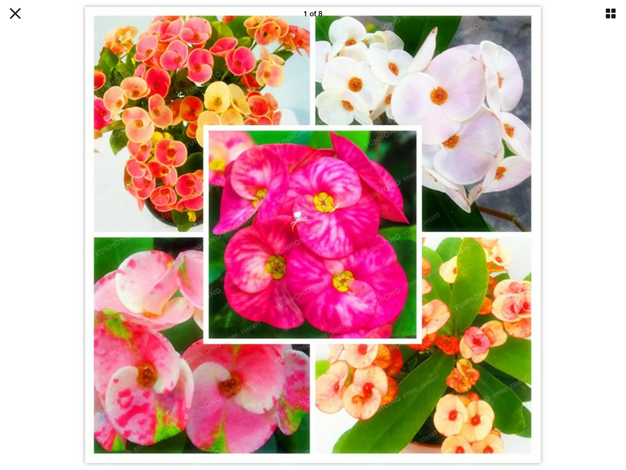 โป๊ยเซียน (Euphorbia milli) คละ / 100 เม็ด