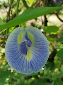 ต้นอัญชัน ดอกสีฟ้าอ่อน กระถาง 6 นิ้ว