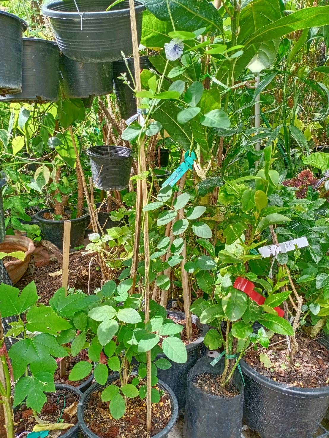 ต้นอัญชัน ดอกด่าง กระถาง 6 นิ้ว สวยมาก มีต้นพร้อมส่ง