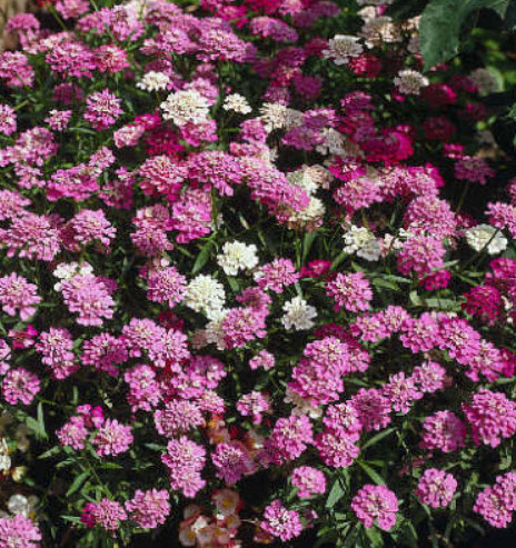 แคนดี้ทัฟท์ (Candytuft) คละ / 250 เม็ด (Serbia)