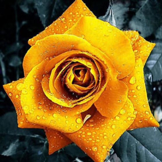 กุหลาบ สีทอง (Golden Rose) / 50 เม็ด (หายาก)
