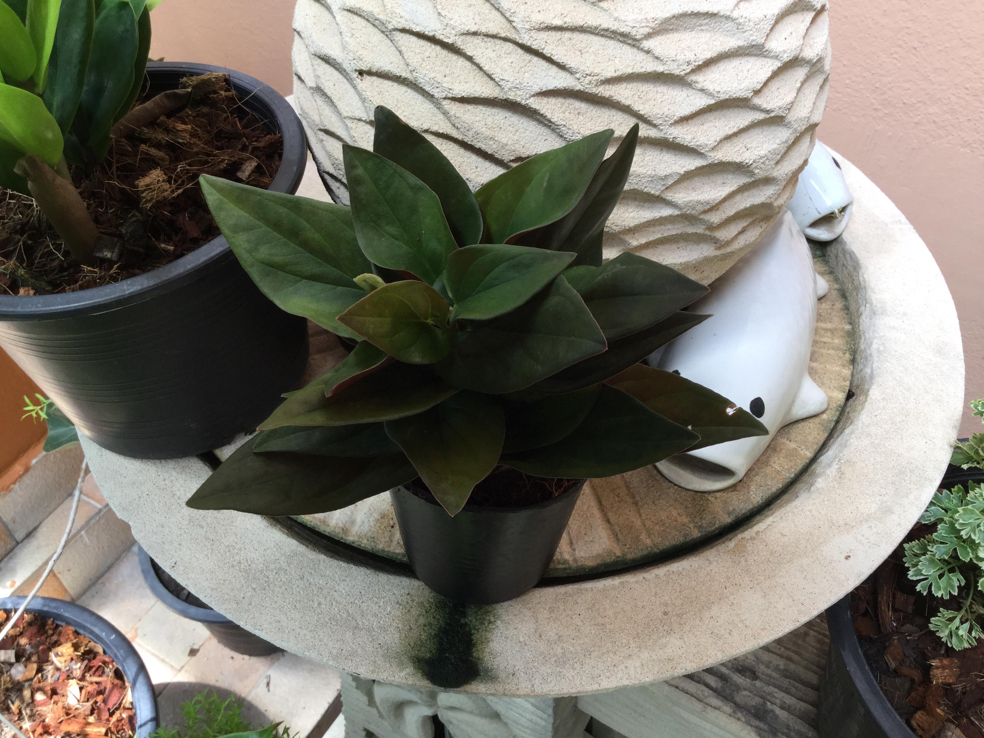 ต้นพลูแดงอินโด กระถาง 4 นิ้ว