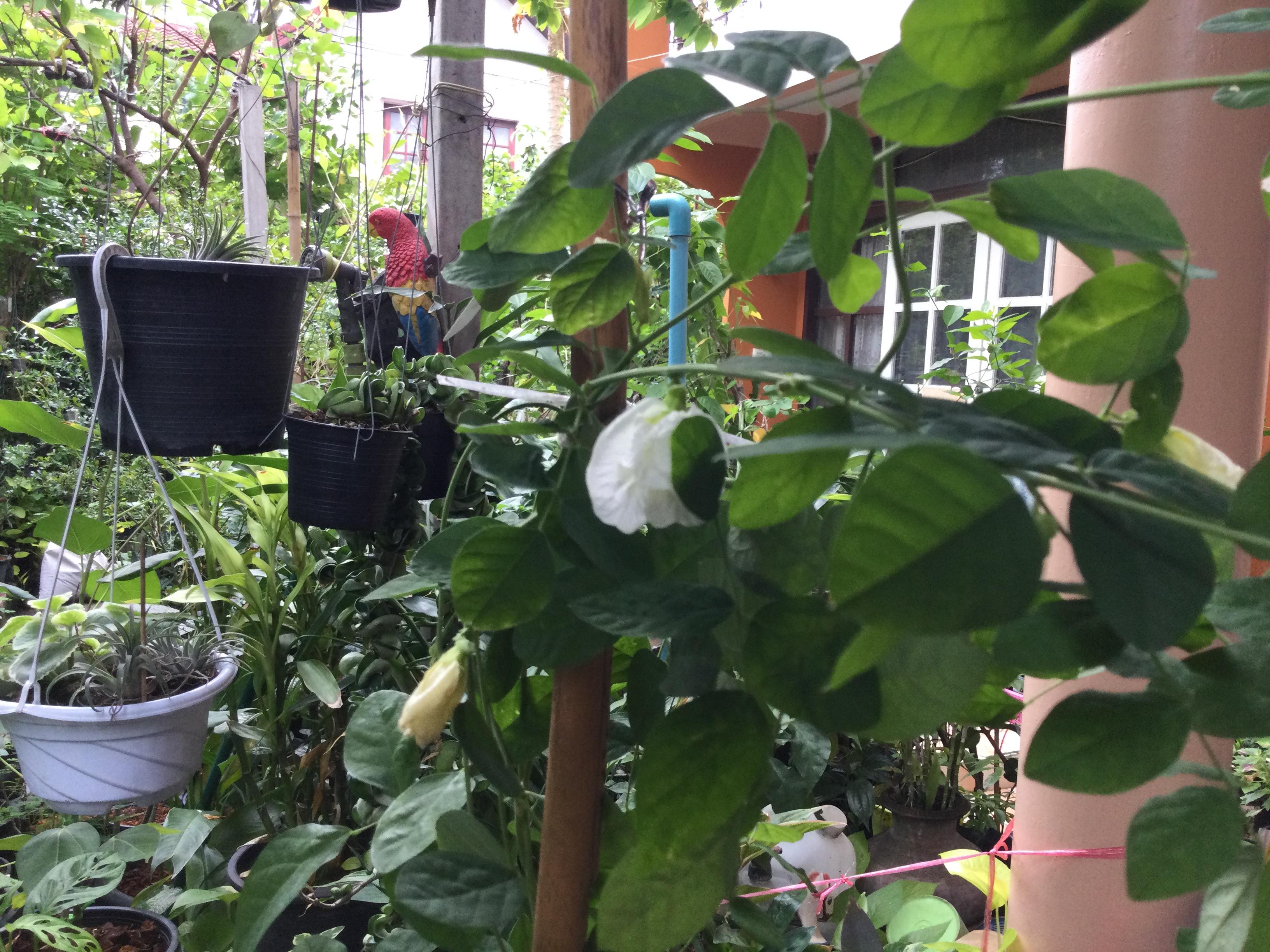 ต้นอัญชัน ดอกสีขาว ซ้อน กระถาง 8 นิ้ว