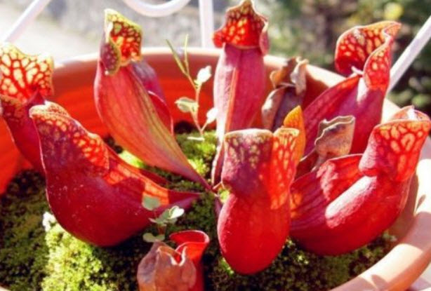 ซาร่า Purple Pitcher / 10 เม็ด (China)