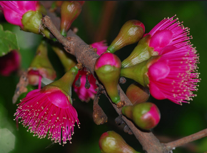 ต้นชมพู่สาแหรก เพาะเมล็ด สูง 35-50 ซ.ม.