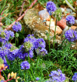 บลูเฮด กิเลีย (Bluehead Gilia / Gilia Capitata) / 1,000 เม็ด (UK)