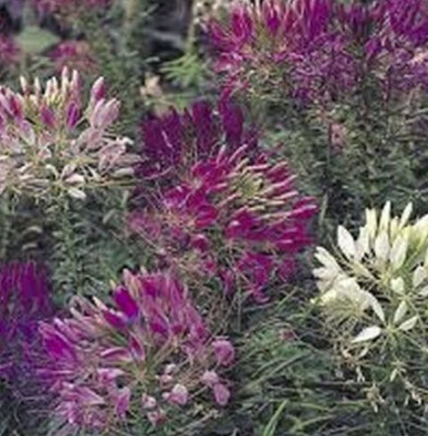 เสี้ยนฝรั่ง (Cleome spinosa) คละ / 100 เม็ด (USA)