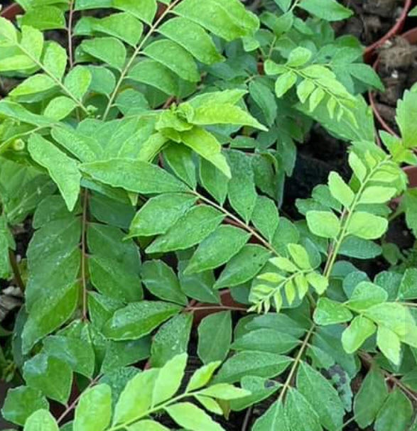 ต้น เคอรี่ลีฟ Indian curry leaves ใบกระหรี่ ใบหอมแขก ใบแกง ต้นเพาะเมล็ดในไทย