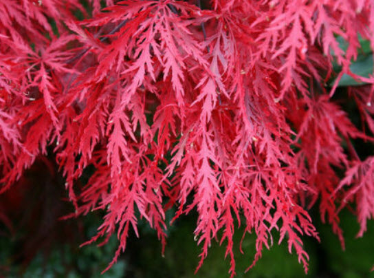 เมเปิ้ลแดงญี่ปุ่น (Red Japanese Maple) / 5 เม็ด (Portugal)