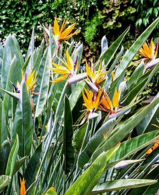 เบิร์ด ปักษาสวรรค์ เบิร์ดออฟพาราไดซ์ Bird of Paradise / 5 เม็ด (UK)