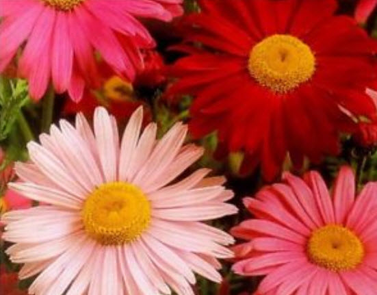 เดซี่ แชสต้า (Daisy Shasta) คละสี กลีบซ้อน / ซอง 80 เม็ด (Lithuania)