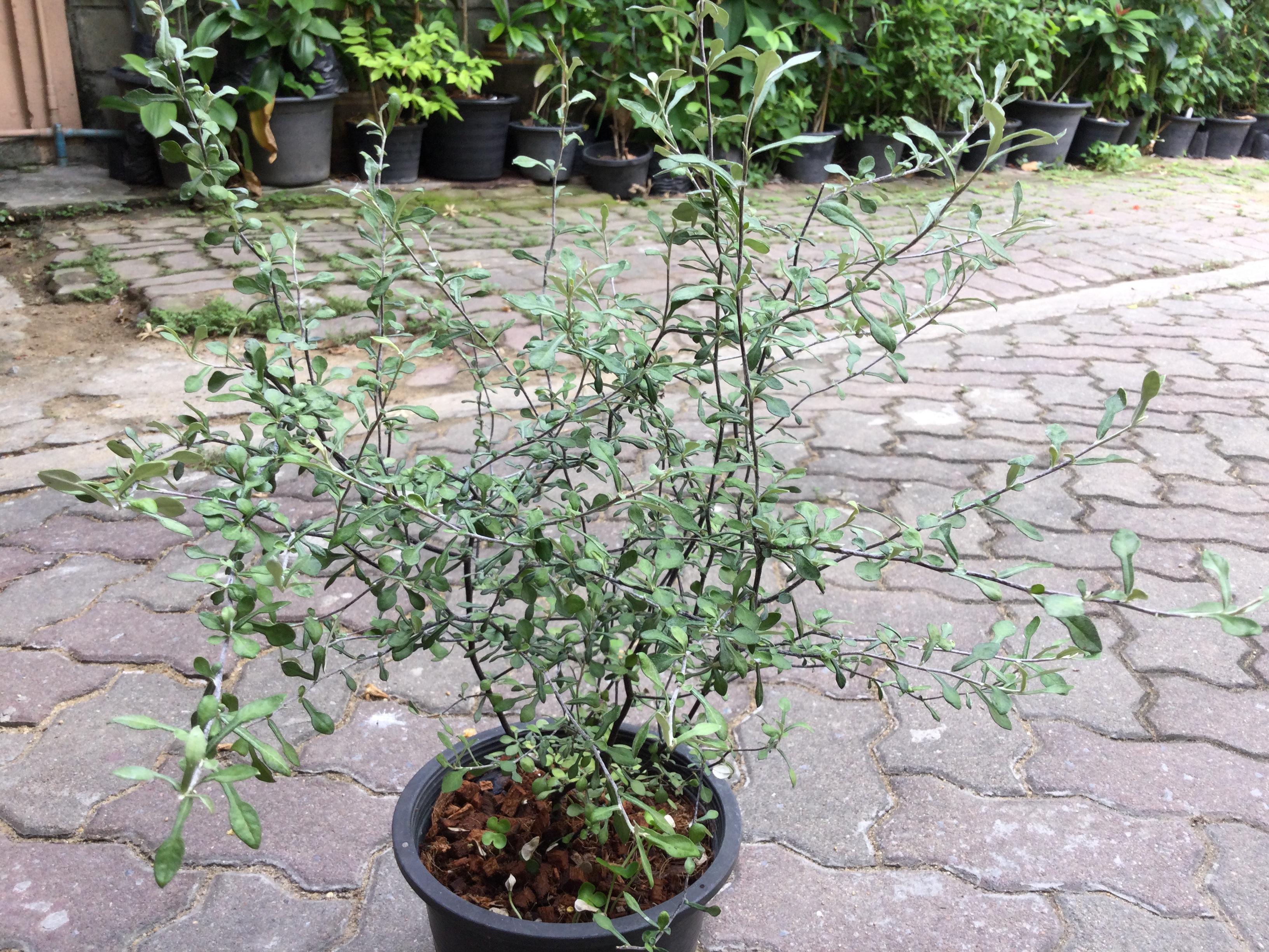 ต้นโคโรเกีย (Corokia) ใบเงิน สูง 50-70 ซ.ม. / ต้น (Holland)*