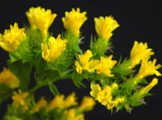 สแตติส (Statice) เหลือง / 130 เม็ด (UK)