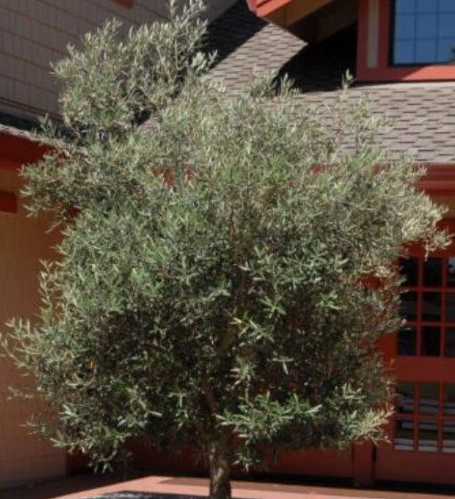 มะกอกโอลีฟ (common Europe Olive) / 5 เม็ด (Portugal)