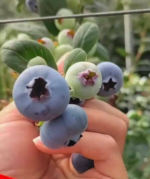 ต้น บลูเบอรี่ Blueberry สายพันธุ์ L11 ต้นเพาะเนื้อเยื่อ อายุต้น 3 ปี+ สูง 30-60 ซ.ม.