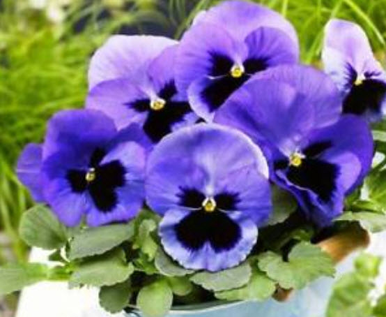 แพนซี (Pansy) สีฟ้า / 50 เม็ด