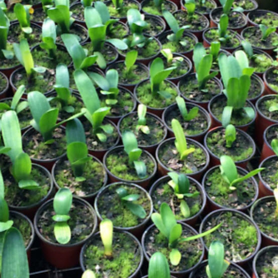 คลีเวีย (Clivia) แดง-เขียว / 5 เม็ด (สีใหม่)