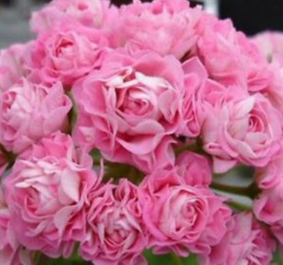 กล๊อกซีเนียสีชมพู (Pink Gloxinia) / 100 เม็ด (นอก)
