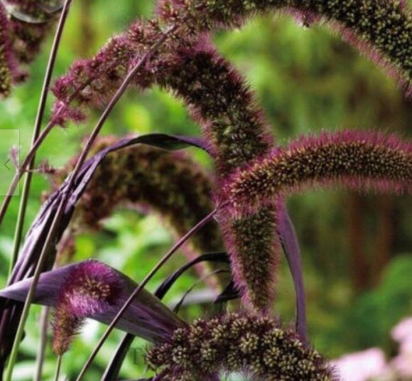 ข้าวฟ่างหางหมา (Red Jewel Millet / Setaria Italica) / 500 เม็ด