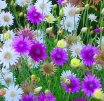 อิมมอร์เทล ซ้อน คละสี (Immortelle - Double Mix) / 400 เม็ด (UK)