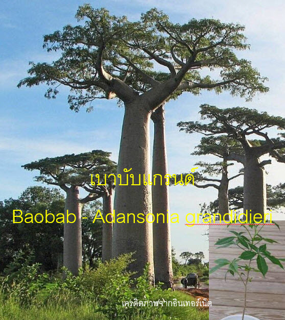 ต้นเบาบับแกรนด์ Baobab - Adansonia grandidieri ขนาด 40-50 ซ.ม.