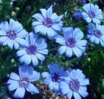 บลูเดซี่ (Blue Daisy / Felicia Heterophylla Blue) / 25 เม็ด (USA)