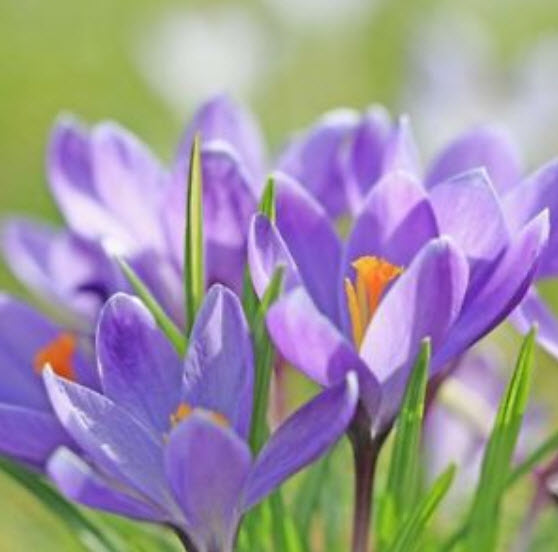 หญ้าฝรั่น (Saffron / Crocus) / 10 เม็ด (China)