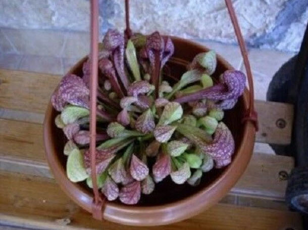 ซาราซีเนีย ปากนกแก้ว (Parrot Pitcher Plant) / 5 เม็ด (USA)