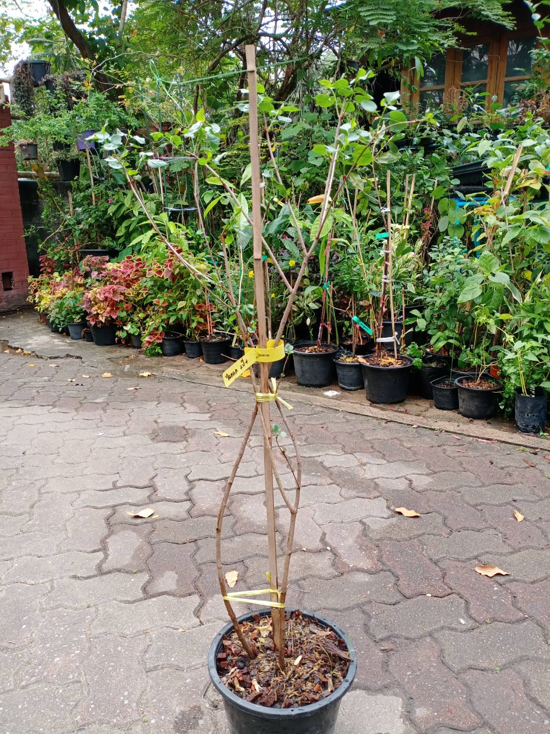 ต้นไลแลค ดอกสีม่วง กระถาง 10 นิ้ว สูง 90-120 ซ.ม. (China)