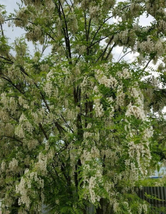 แบล็ค โลคัส (black locust) / 25 เม็ด (Portugal)