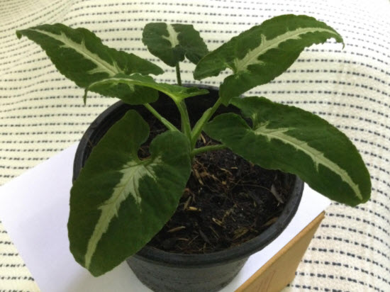 ต้นออมเพชร เงินไหลมา กระถาง 6 นิ้ว / ต้น