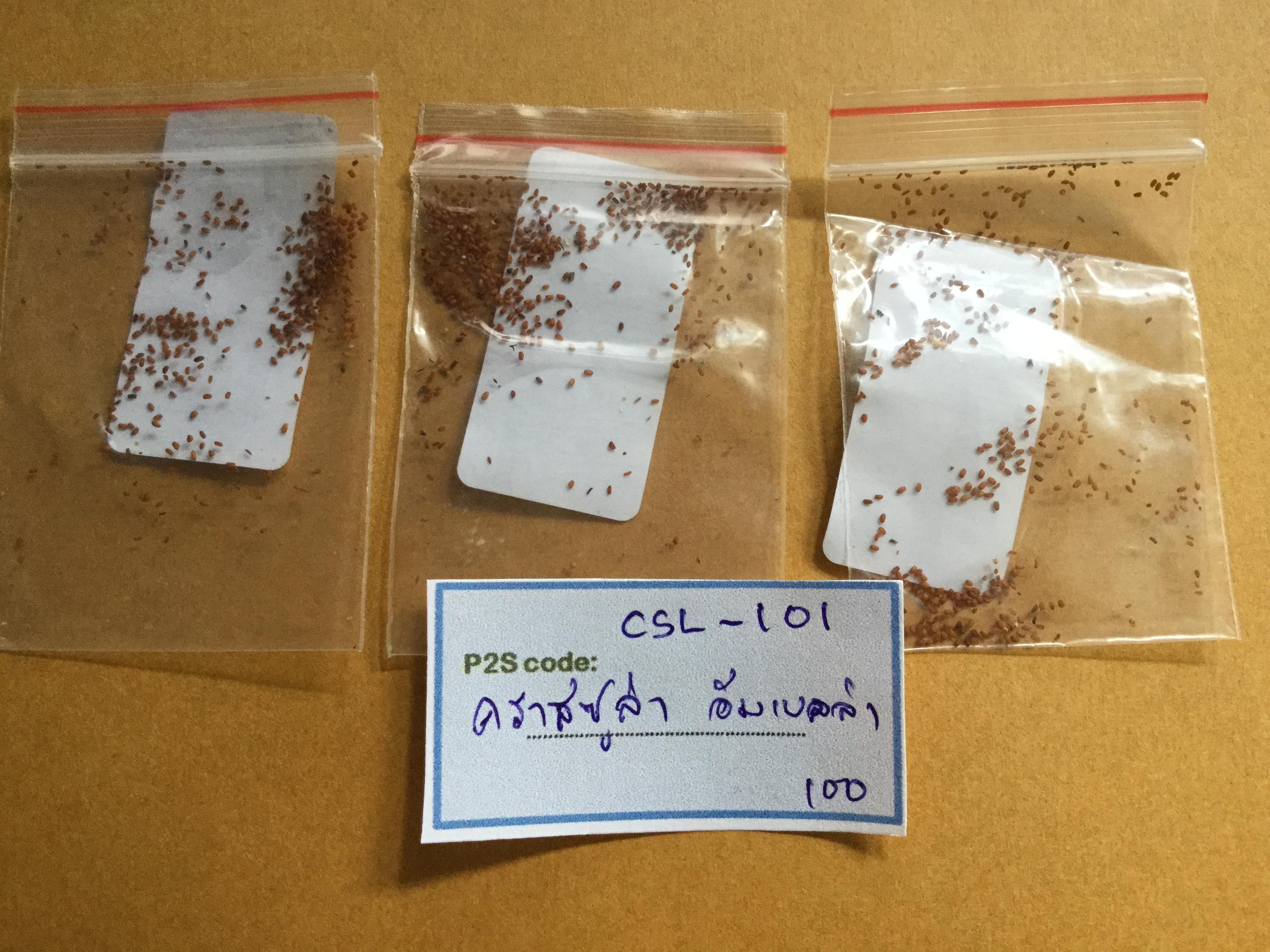 คราสซูล่า อัมเบรลล่า (Crassula Umbrella) / 100 เม็ด