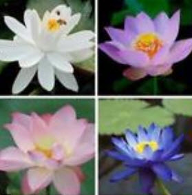 บัวอ่าง (bowl lotus) คละสี / 20 เม็ด (นอก)