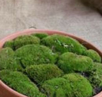 มอสส์เขียว (Green Moss) / 500 เม็ด